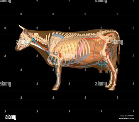 Cow anatomy. Computer artwork showing the internal anatomy of a ...