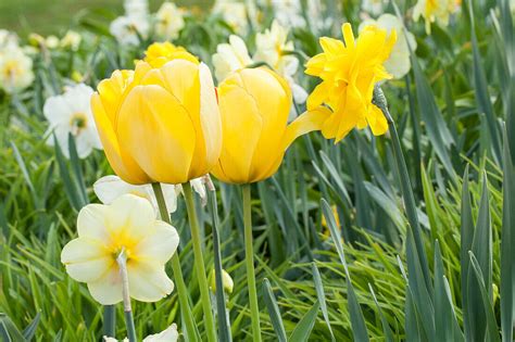 Tulipa Bild Kaufen 14000868 Gartenbildagentur Friedrich Strauss