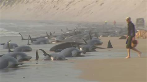 Encuentran 230 Ballenas Varadas En Una Playa De Australia