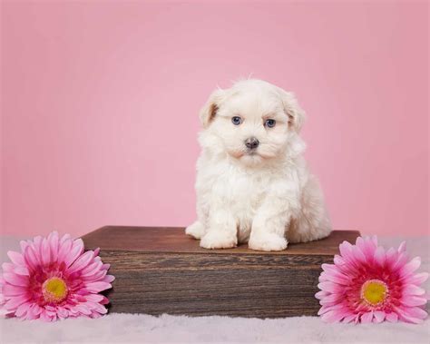 Adorable, Intelligent Maltipoo Puppies For Sale