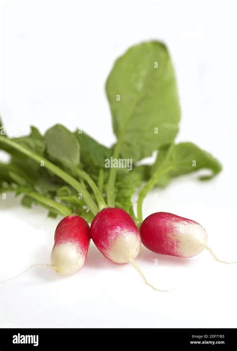 Pink Radish Raphanus Sativus Vegetable Against White Background Stock