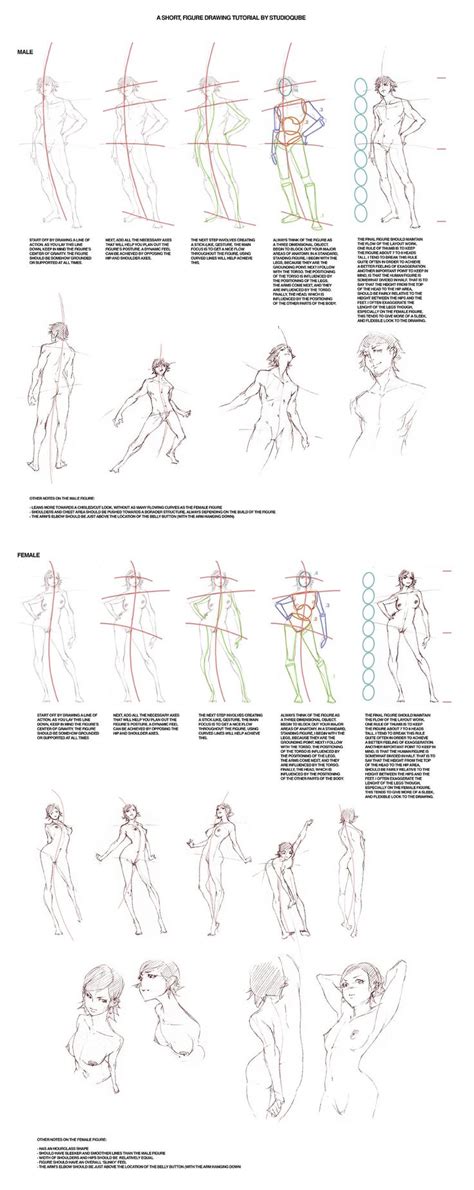 Character Anatomy Drawing