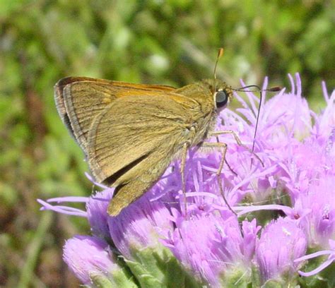 Tawny Edged Skipper GTM Research Reserve Butterfly Guide INaturalist