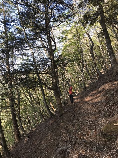 八経ヶ岳に続き快晴の大普賢岳へchallenge ️ 観音峯山・大普賢岳・山上ヶ岳・稲村ヶ岳の写真8枚目 なかなかの斜度がある序章で