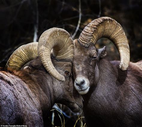 Battle of the Bighorn: Rams lock horns in a grueling six hour fight for ...