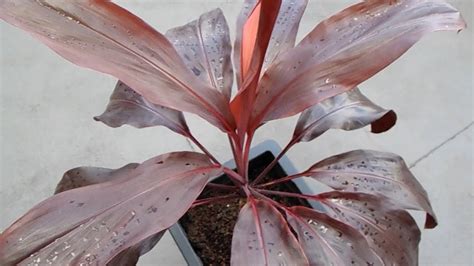 Dracena Rubra Cordyline Terminalis YouTube