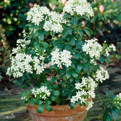 Choisya Ternata Goldfinger Mexican Orange Blossom Goldfinger In