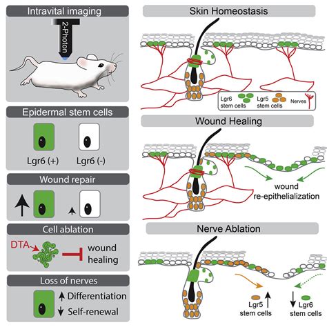 Lgr Marks Epidermal Stem Cells With A Nerve Dependent Role In Wound Re