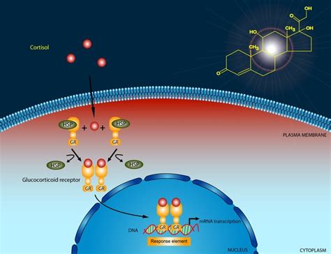 Familial Glucocorticoid Deficiency Medlineplus Genetics