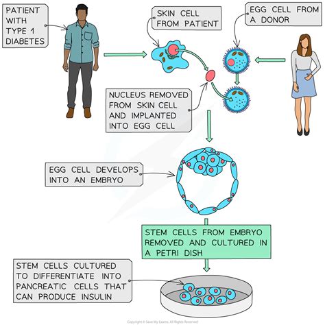 Stem Cells 1 2 3 Aqa Gcse Biology Revision Notes 2018 Save My Exams