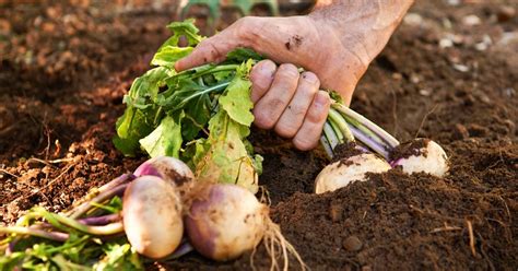 What Do Turnips Actually Taste Like Exploring Their Flavor