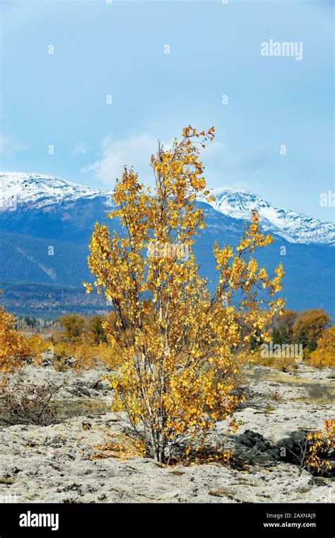 Nisgaa Lava Bed Memorial Provincial Park Hi Res Stock Photography And