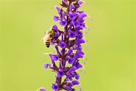 The Buzz Around My New Meadow Sage Salvia Lyrical Blues Steve Creek