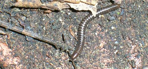 Millipede Guide