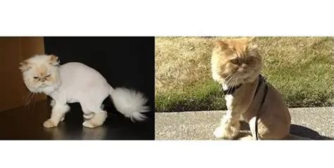 Cat Teddy Bear Cut vs Lion Cut - In Depth Comparison