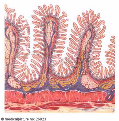 Intestinal Villi DocCheck