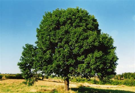 Явор Дерево Фото И Описание Где Растет – Telegraph