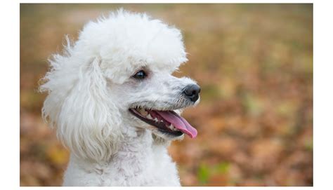 Miniature White Poodle Full Grown