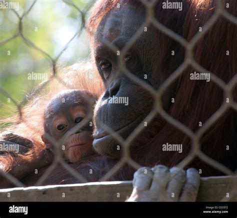 Orangutan Mother and Baby Stock Photo - Alamy