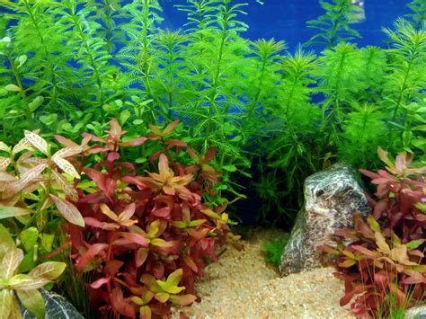 Beginners Guide on Growing Aquatic Plants in Aquarium - Bunnycart Blog