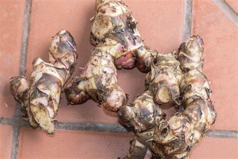 Canna Knollen Berwintern So Gelingt Es Richtig