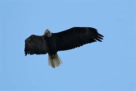 Wintering Eagles of Oklahoma - Potawatomi.org