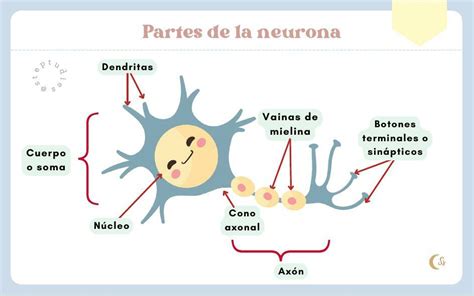 Partes De La Neurona Steptudies Udocz