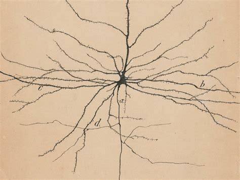 Neuron Drawing at PaintingValley.com | Explore collection of Neuron Drawing