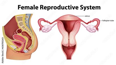 Animation Showcasing The Anatomy Of The Female Reproductive Systems In White And Green Screen