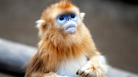 Top 100 + Golden monkey animal - Lestwinsonline.com