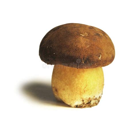 Brown Mushroom Picture. Image: 83059225