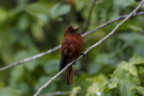 Juan Fernández Birding Tours - Más a Tierra/Afuera - Birdquest