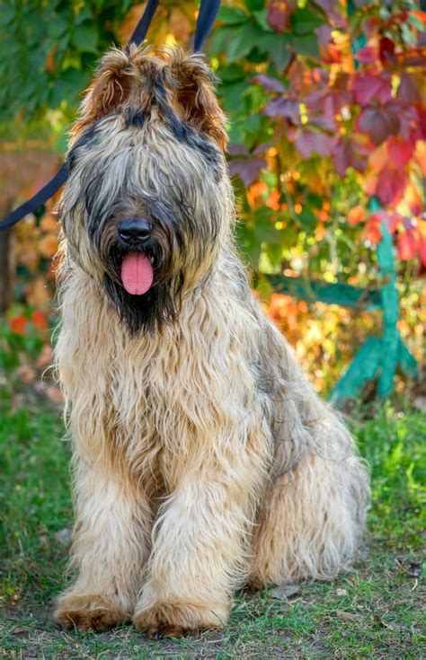 Beautiful French Shepherd Dog Is Sitting Stock Image Image Of Ears