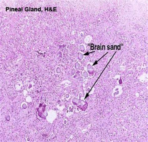 Posterior Pituitary Gland Histology