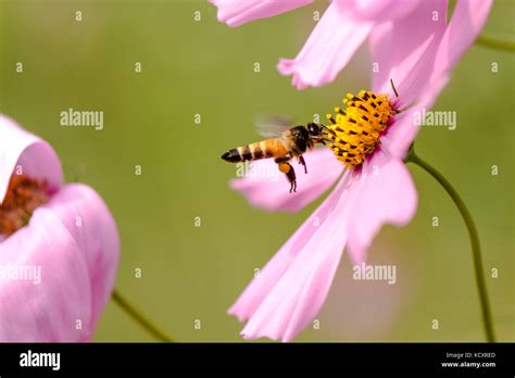 Verdaderos Insectos Fotos E Imágenes De Stock Alamy