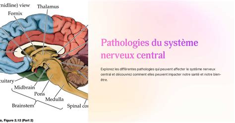 Pathologies Du Syst Me Nerveux Central