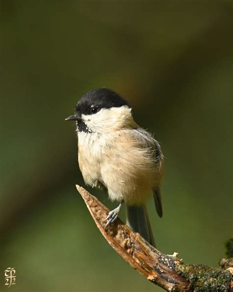 Willow Tit Bunting Hide Pennington Flash Bronze Heron Flickr