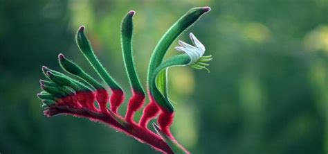 Floral Emblem Of Western Australia