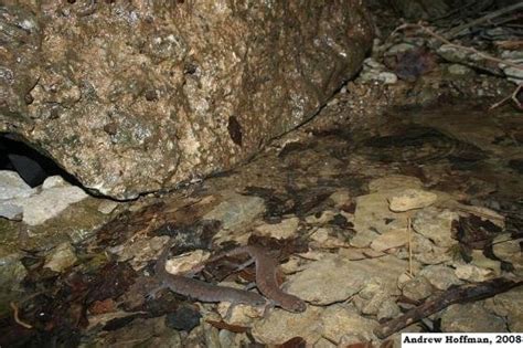 Streamside Salamander Ambystoma Barbouri Indiana Herp Atlas