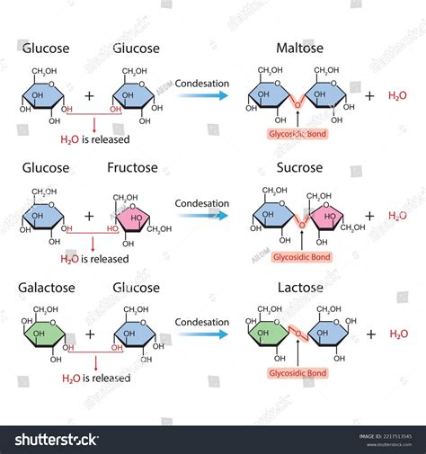 Scientific Designing Glycosidic Bonds Glycosidic Bond Stock Vector ...