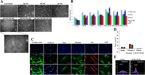 A Study Of Cardiac Morphology After Induction With Different Epigenetic