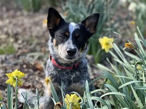 Are There Mini Australian Cattle Dogs? – Herding Dog Zone