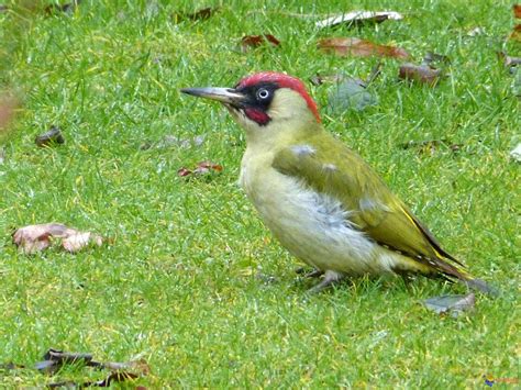 Decouvrez Les Plus Beaux Oiseaux De France En Images Images