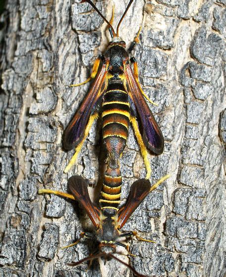 Lilac Borers Mating Pair Podosesia Syringae Bugguidenet