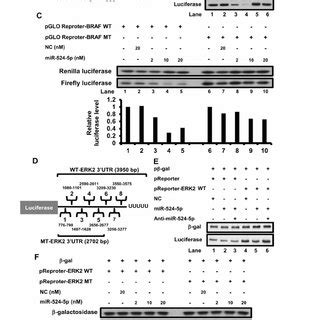 The Model Of Mir P In Mapk Erk Signaling A In Wild Type Braf