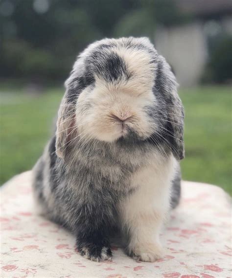 List 93 Pictures Pictures Of Holland Lop Rabbits Updated