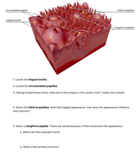 Solved Circumvallate papille Filiform papillae Lingual | Chegg.com