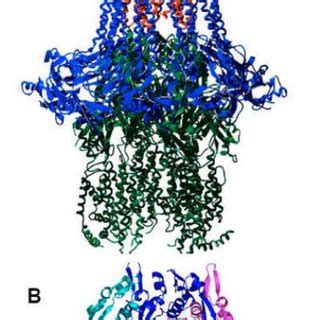 Crystal Structures Of The Tripartite Complex Acra Acrb Tolc Multidrug