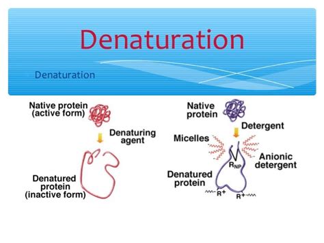 Denaturation Of Proteins