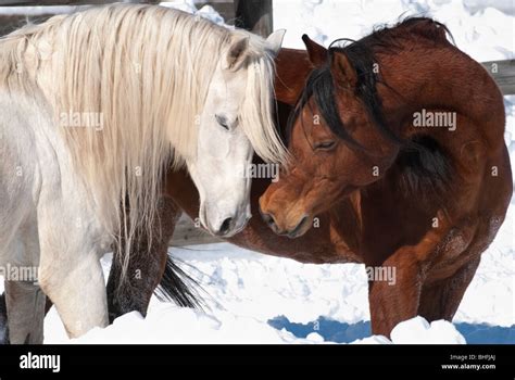 Picture of two affectionate Arabian horses exchanging breath, a mare ...